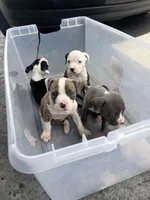 Koda , a male American Pit Bull Terrier for sale in Fort Lauderdale, FL – Photo 3 of 4