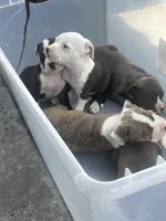 Koda , a male American Pit Bull Terrier for sale in Fort Lauderdale, FL – Photo 4 of 4