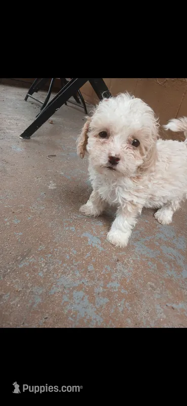 Girl  – Poodle - Toy  puppy for sale in Fort Lauderdale, FL