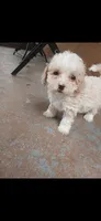 Girl , a female Poodle - Toy  for sale in Fort Lauderdale, FL – 1 of 3