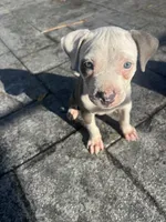 Khloe , a female American Pit Bull Terrier for sale in Fort Lauderdale, FL – 5 of 10