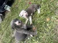 Khloe , a female American Pit Bull Terrier for sale in Fort Lauderdale, FL – 7 of 10