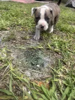 Nyla , a female American Pit Bull Terrier for sale in Fort Lauderdale, FL – Photo 2 of 3