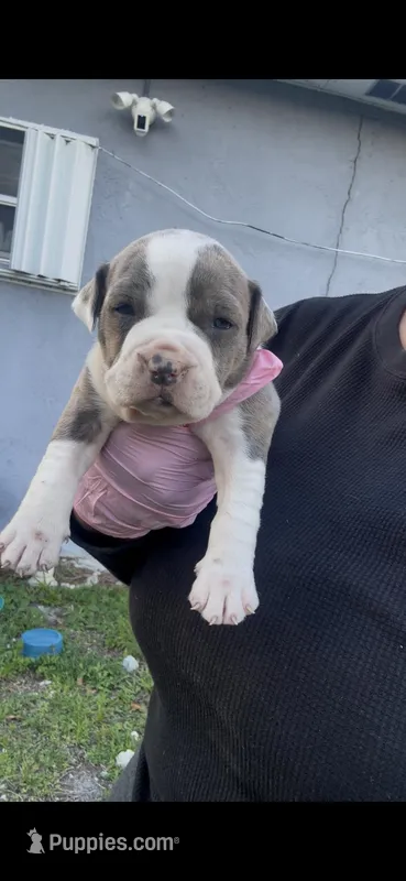 Nyla  – American Pit Bull Terrier puppy for sale in Fort Lauderdale, FL