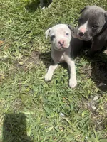 Khloe , a female American Pit Bull Terrier for sale in Fort Lauderdale, FL – Photo 4 of 4