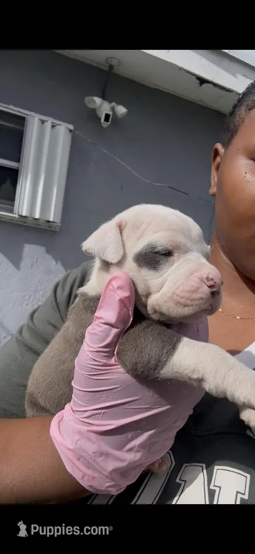 Khloe  – American Pit Bull Terrier puppy for sale in Fort Lauderdale, FL