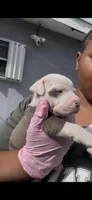 Khloe , a female American Pit Bull Terrier for sale in Fort Lauderdale, FL – Photo 1 of 4