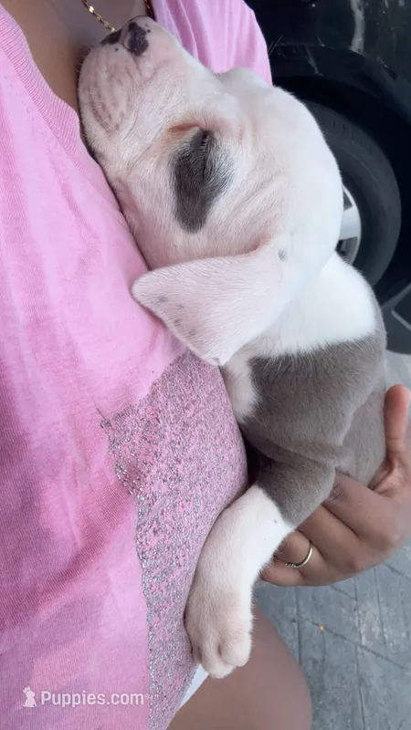 Khloe  – American Pit Bull Terrier puppy for sale in Fort Lauderdale, FL