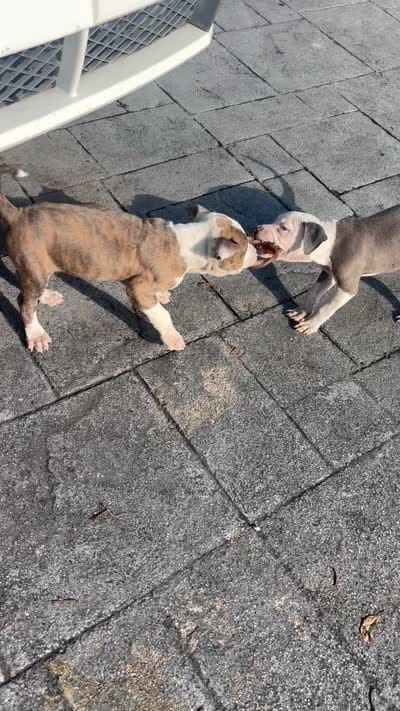 Khloe , a female American Pit Bull Terrier for sale in Fort Lauderdale, FL – 9 of 10