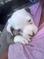 Khloe , a female American Pit Bull Terrier for sale in Fort Lauderdale, FL – 4 of 10