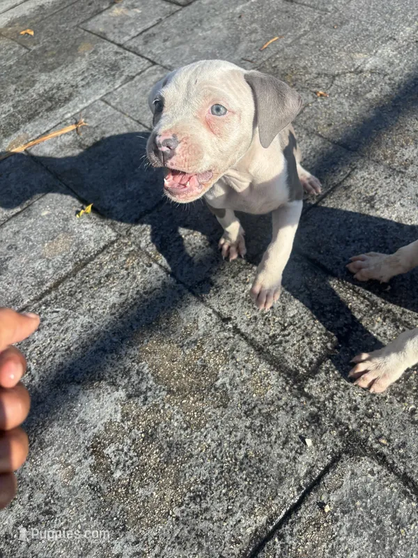Khloe , a female American Pit Bull Terrier for sale in Fort Lauderdale, FL – 1 of 10