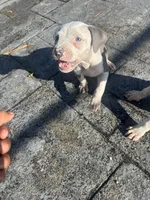 Khloe , a female American Pit Bull Terrier for sale in Fort Lauderdale, FL – 1 of 10