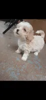 Girl , a female Poodle - Toy  for sale in Fort Lauderdale, FL – 2 of 3