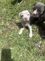 Khloe , a female American Pit Bull Terrier for sale in Fort Lauderdale, FL – 8 of 10