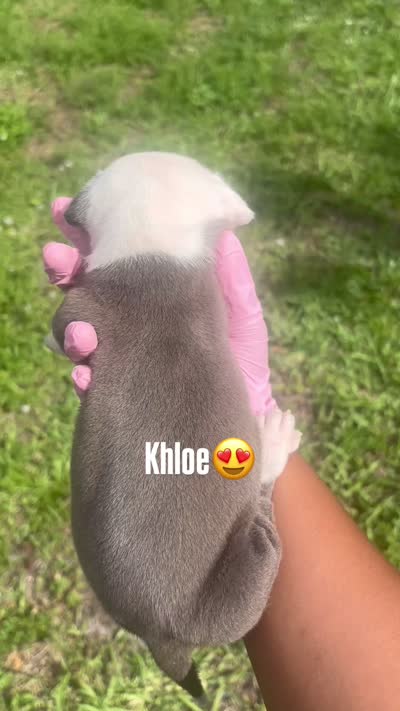 Khloe , a female American Pit Bull Terrier for sale in Fort Lauderdale, FL – 10 of 10