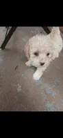 Boy, a male Poodle - Toy  for sale in Fort Lauderdale, FL – 2 of 3