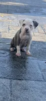 Khloe , a female American Pit Bull Terrier for sale in Fort Lauderdale, FL – 2 of 10