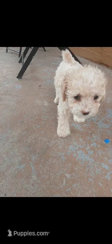 Boy – Poodle - Toy  puppy for sale in Fort Lauderdale, FL