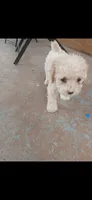 Boy, a male Poodle - Toy  for sale in Fort Lauderdale, FL – 1 of 3