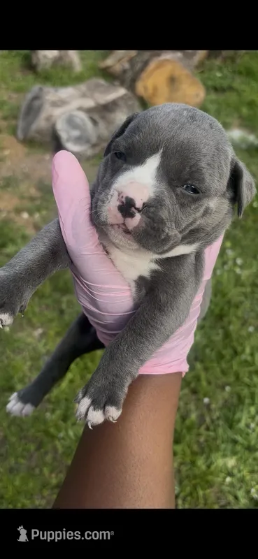 Storm  – American Pit Bull Terrier puppy for sale in Fort Lauderdale, FL
