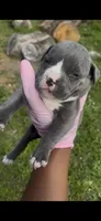 Storm , a female American Pit Bull Terrier for sale in Fort Lauderdale, FL – Photo 1 of 3