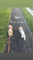 Boy, a male Poodle - Toy  for sale in Fort Lauderdale, FL – 3 of 3