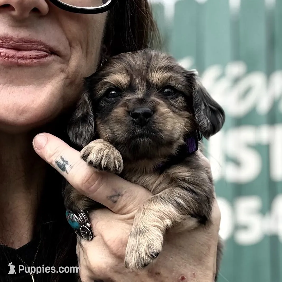 Baby , a female Dachshund and Cavalier King Charles Spaniel for sale in San Antonio, TX – Photo 2 of 3