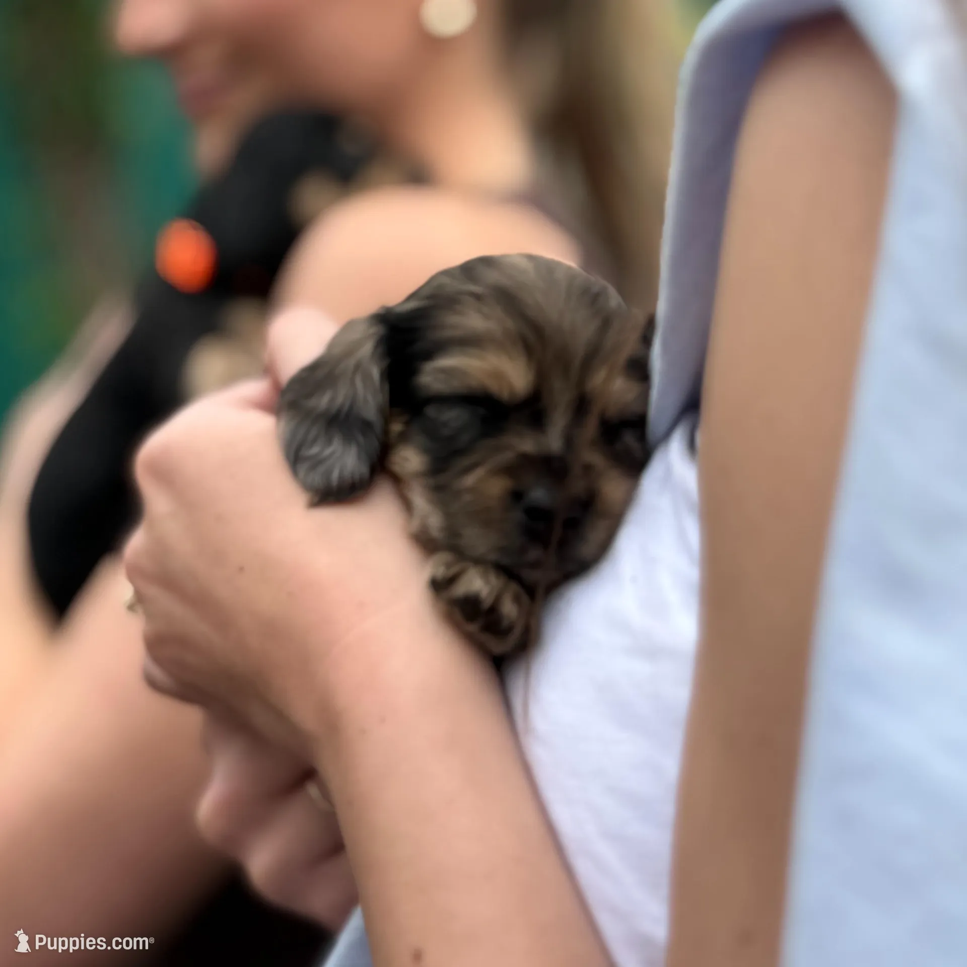 Baby , a female Dachshund and Cavalier King Charles Spaniel for sale in San Antonio, TX – Photo 3 of 3