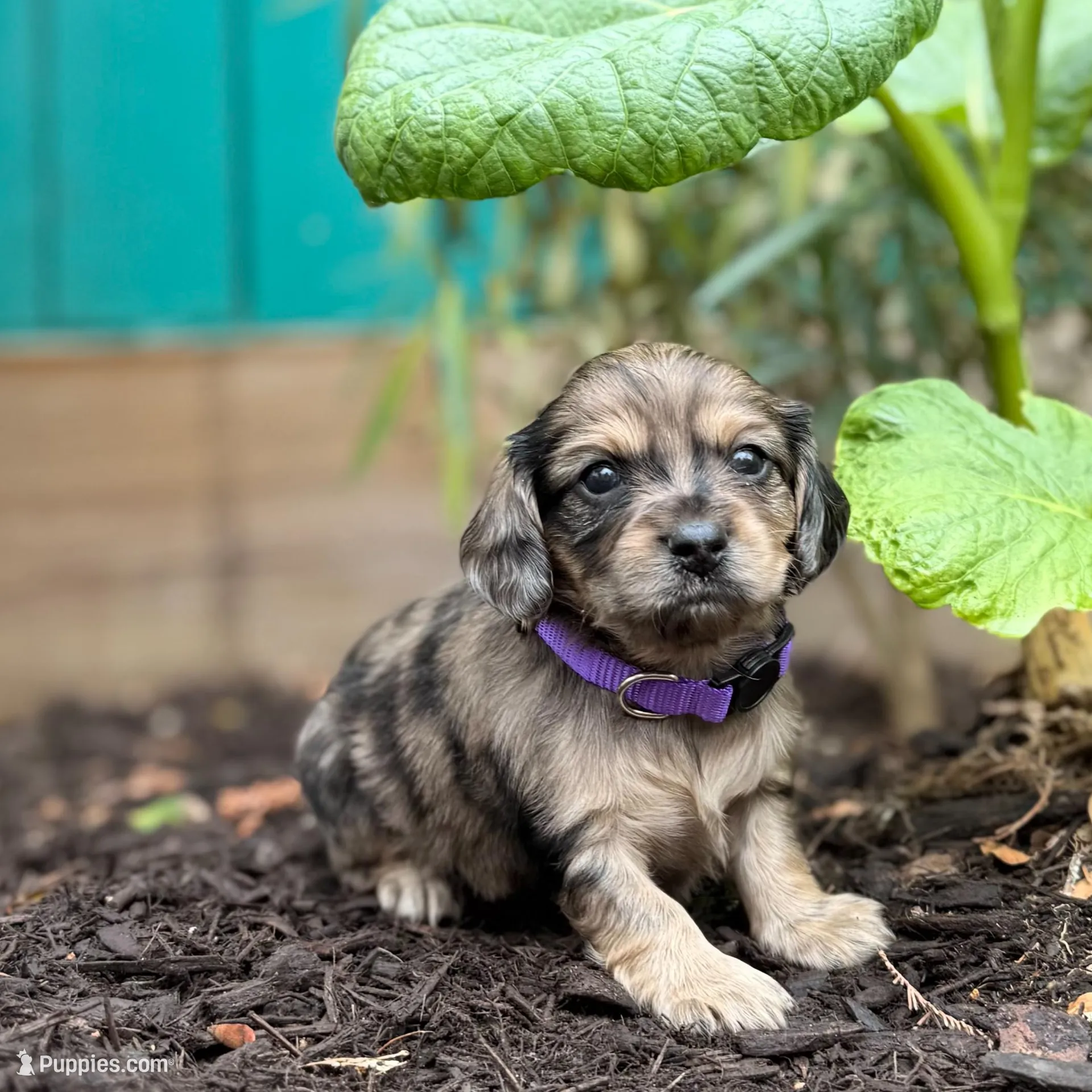 Baby  – Dachshund, Cavalier King Charles Spaniel puppy for sale in San Antonio, TX