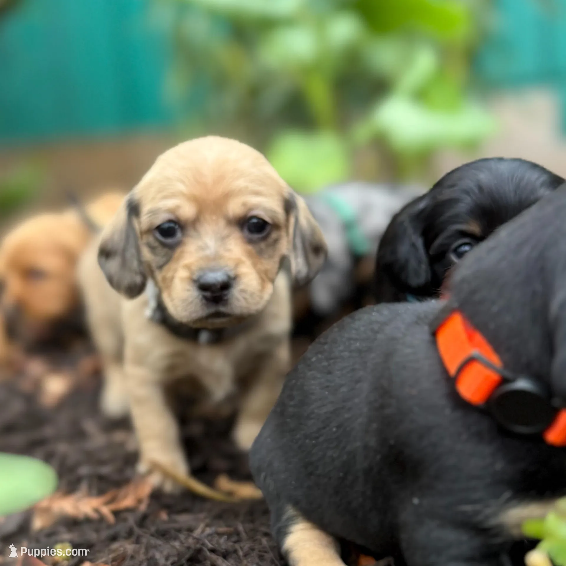 Lavender aka "Lavie" – Dachshund, Cavalier King Charles Spaniel puppy for sale in San Diego, CA