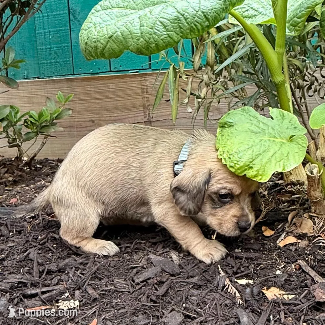 Lavender aka "Lavie", a female Dachshund and Cavalier King Charles Spaniel for sale in San Diego, CA – Photo 2 of 4
