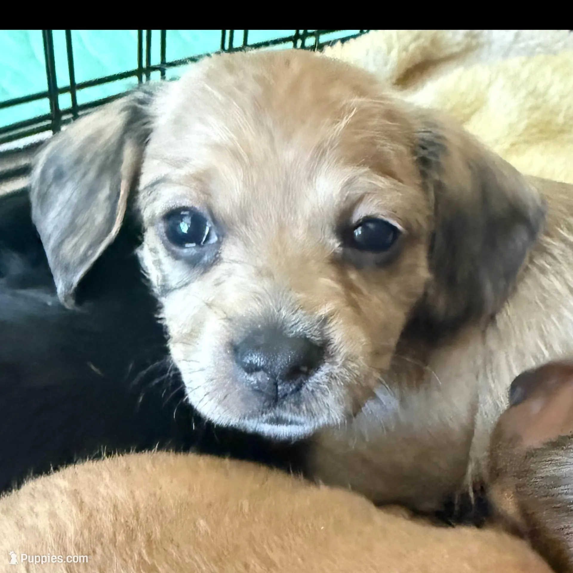 Lavender aka "Lavie", a female Dachshund and Cavalier King Charles Spaniel for sale in Austin, TX – Photo 2 of 6