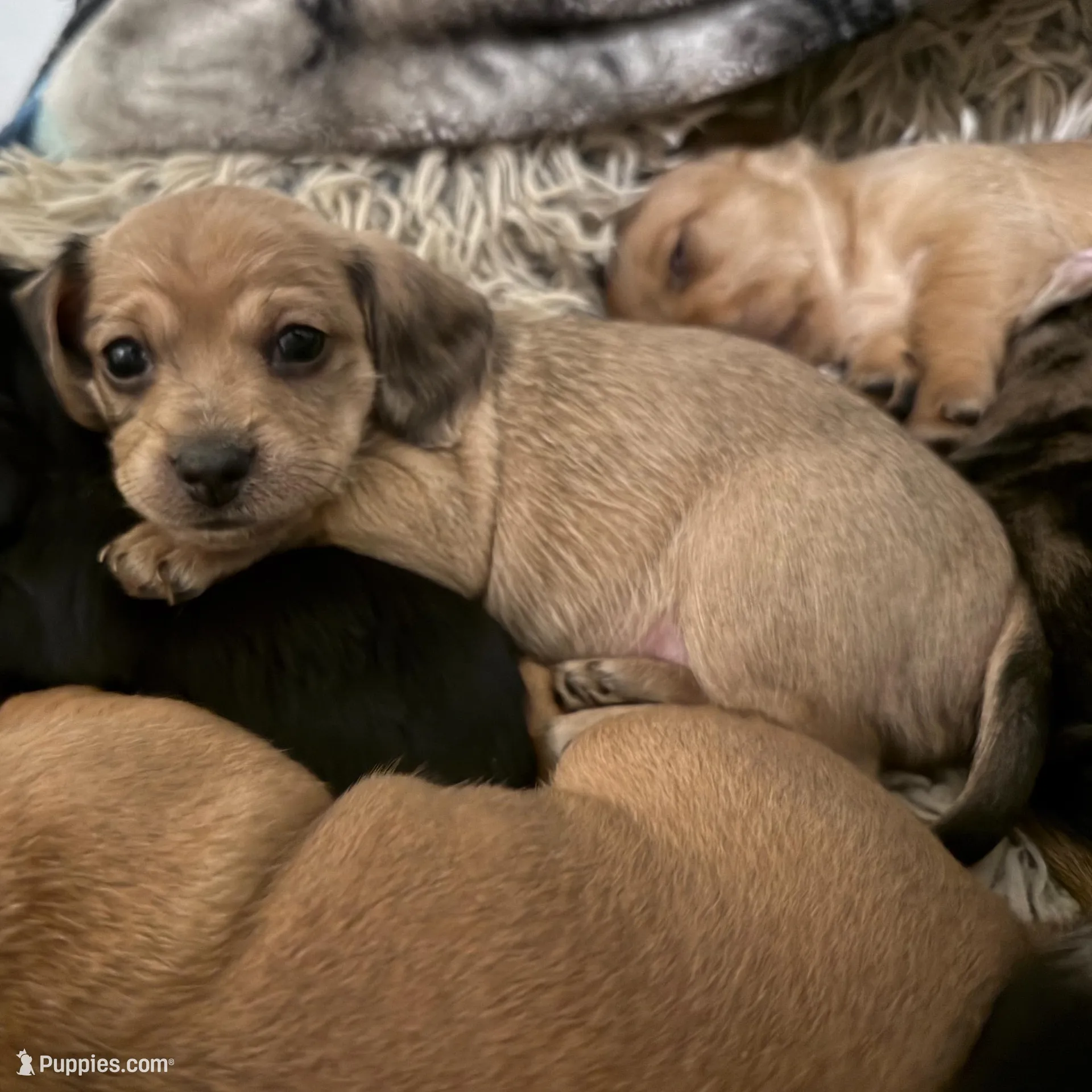 Lavender aka "Lavie", a female Dachshund and Cavalier King Charles Spaniel for sale in Austin, TX – Photo 3 of 6