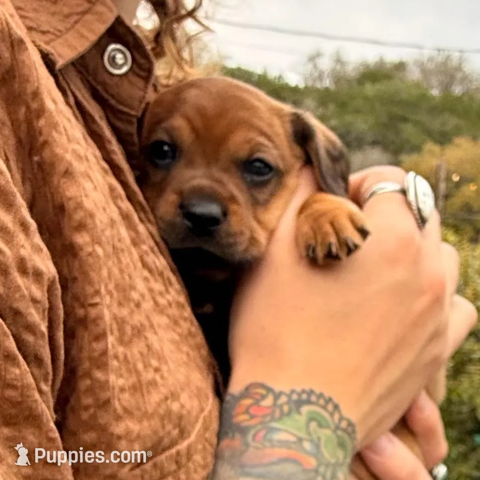 Betta, a female Dachshund and Cavalier King Charles Spaniel for sale in San Diego, CA – Photo 3 of 4