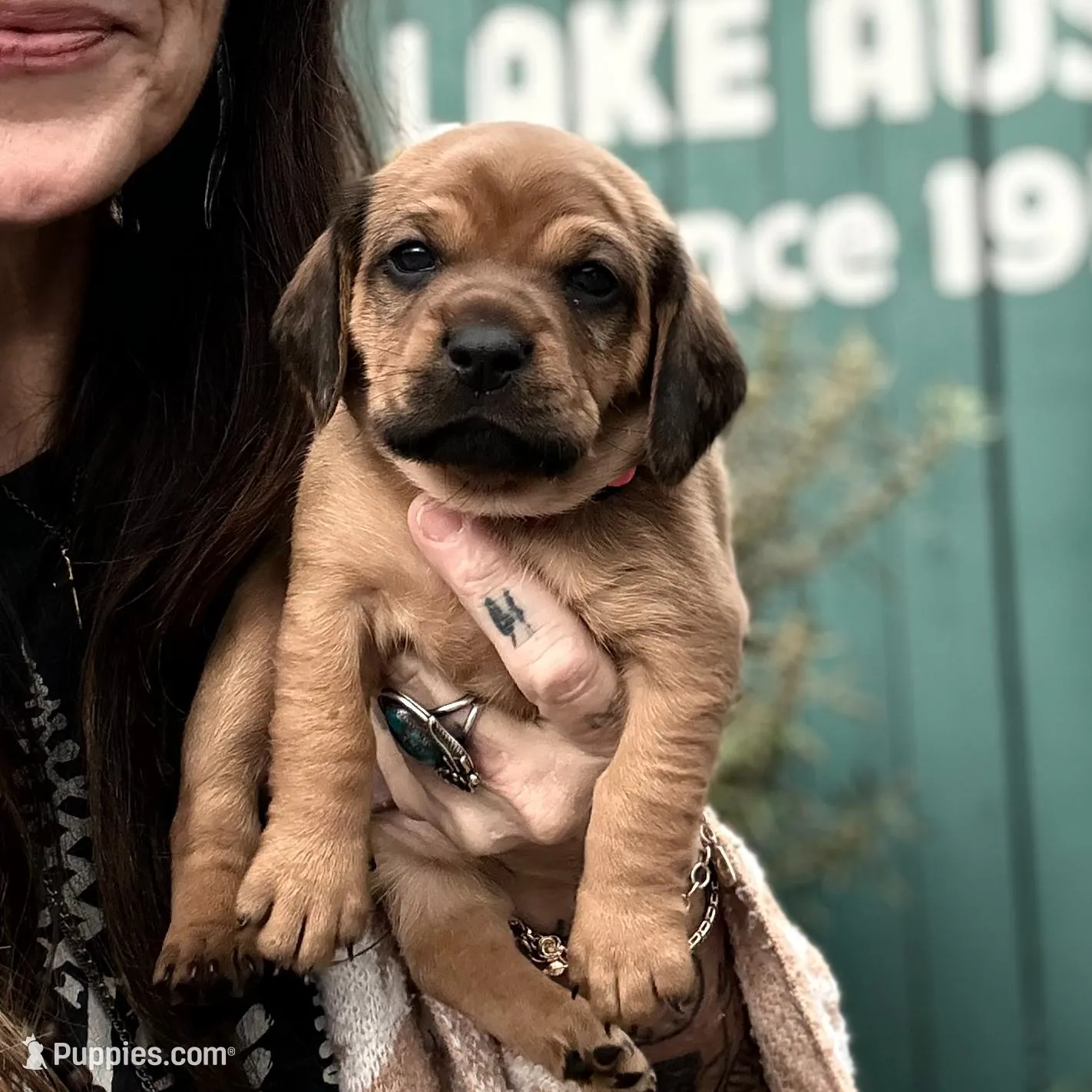 Betta, a female Dachshund and Cavalier King Charles Spaniel for sale in San Diego, CA – Photo 2 of 4