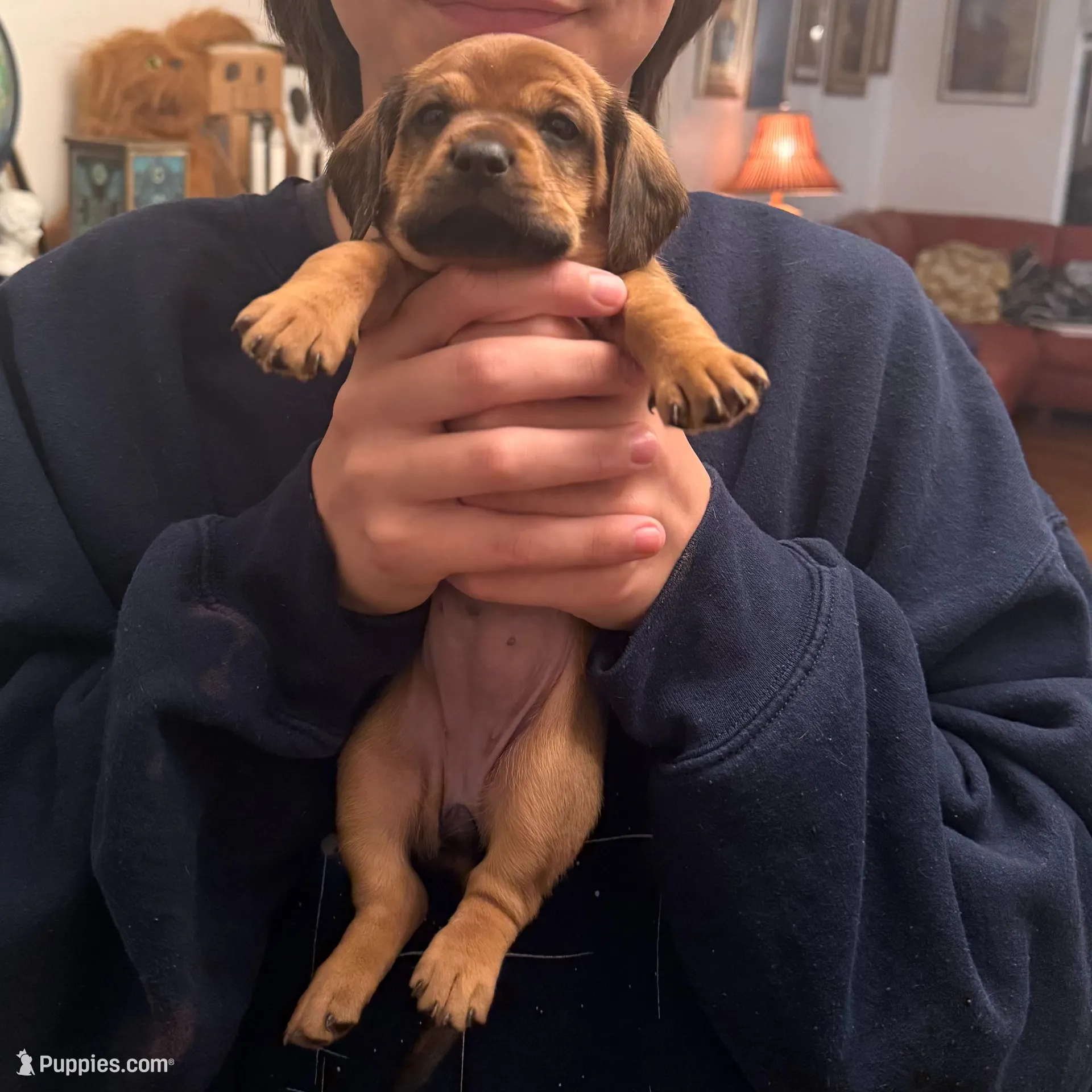 Betta, a female Dachshund and Cavalier King Charles Spaniel for sale in Austin, TX – Photo 3 of 5