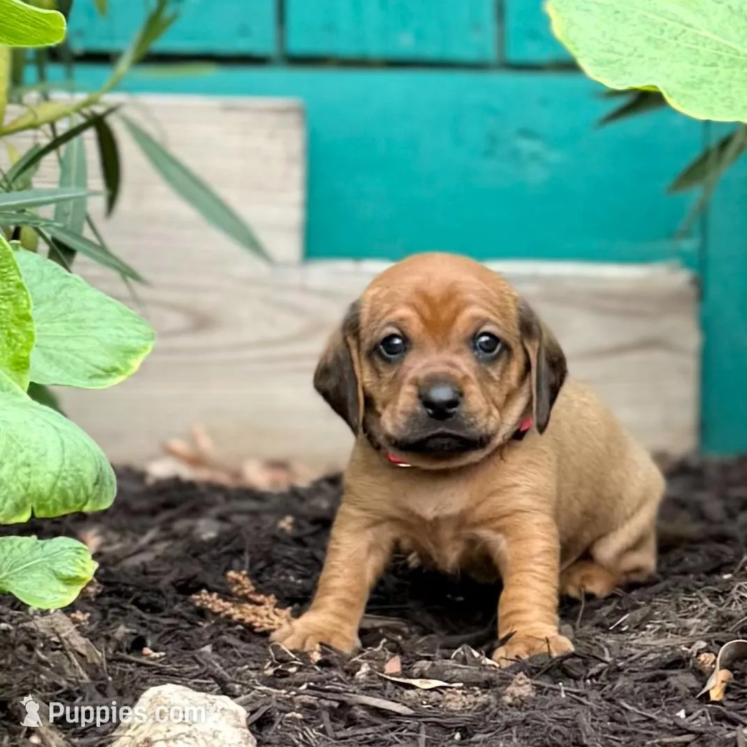 Betta – Dachshund, Cavalier King Charles Spaniel puppy for sale in San Diego, CA