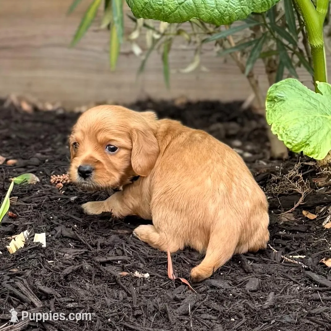 Golden, a male Dachshund and Cavalier King Charles Spaniel for sale in San Antonio, TX – Photo 4 of 4