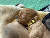 Golden, a male Dachshund and Cavalier King Charles Spaniel for sale in San Antonio, TX – Photo 3 of 4