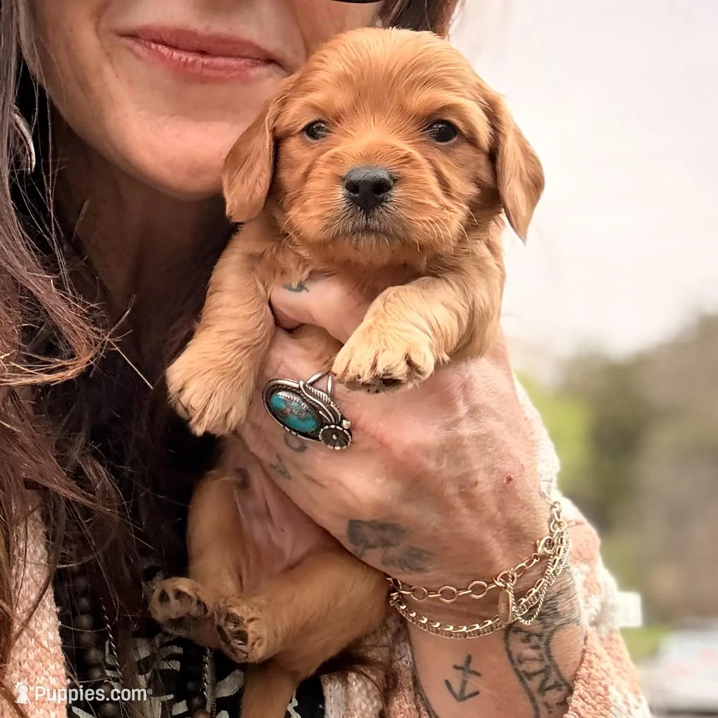 Golden – Dachshund, Cavalier King Charles Spaniel puppy for sale in San Antonio, TX