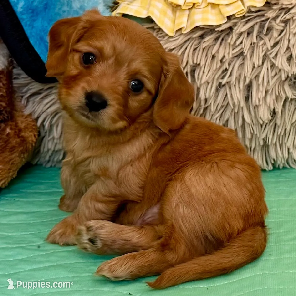 Golden – Dachshund, Cavalier King Charles Spaniel puppy for sale in Austin, TX