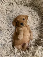 Golden, a male Dachshund and Cavalier King Charles Spaniel for sale in Austin, TX – Photo 2 of 5