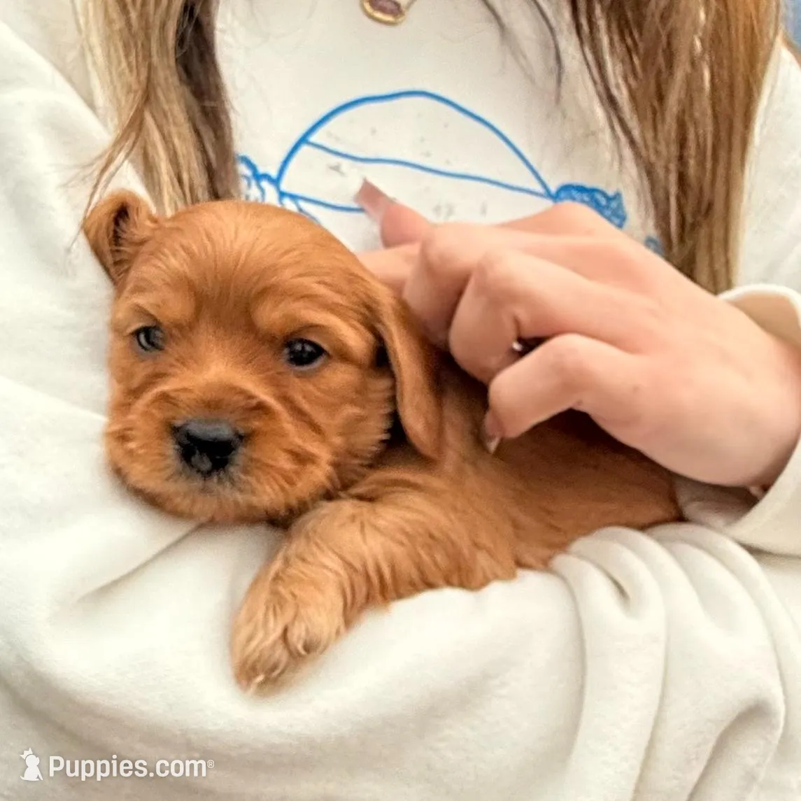 Golden, a male Dachshund and Cavalier King Charles Spaniel for sale in San Antonio, TX – Photo 2 of 4