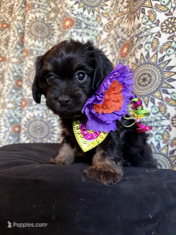 Sade – Dachshund, Cavalier King Charles Spaniel puppy for sale in Austin, TX