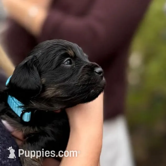 Sade, a female Dachshund and Cavalier King Charles Spaniel for sale in San Diego, CA – Photo 3 of 3