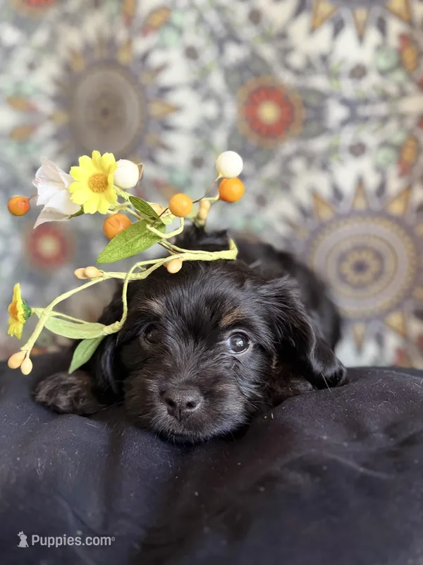 Sade – Dachshund, Cavalier King Charles Spaniel puppy for sale in Austin, TX