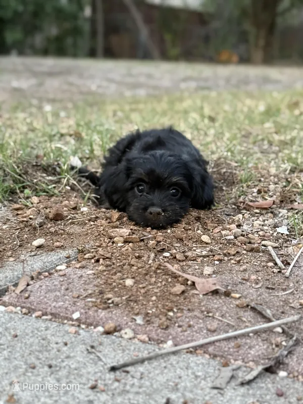 Sade – Dachshund, Cavalier King Charles Spaniel puppy for sale in San Diego, CA