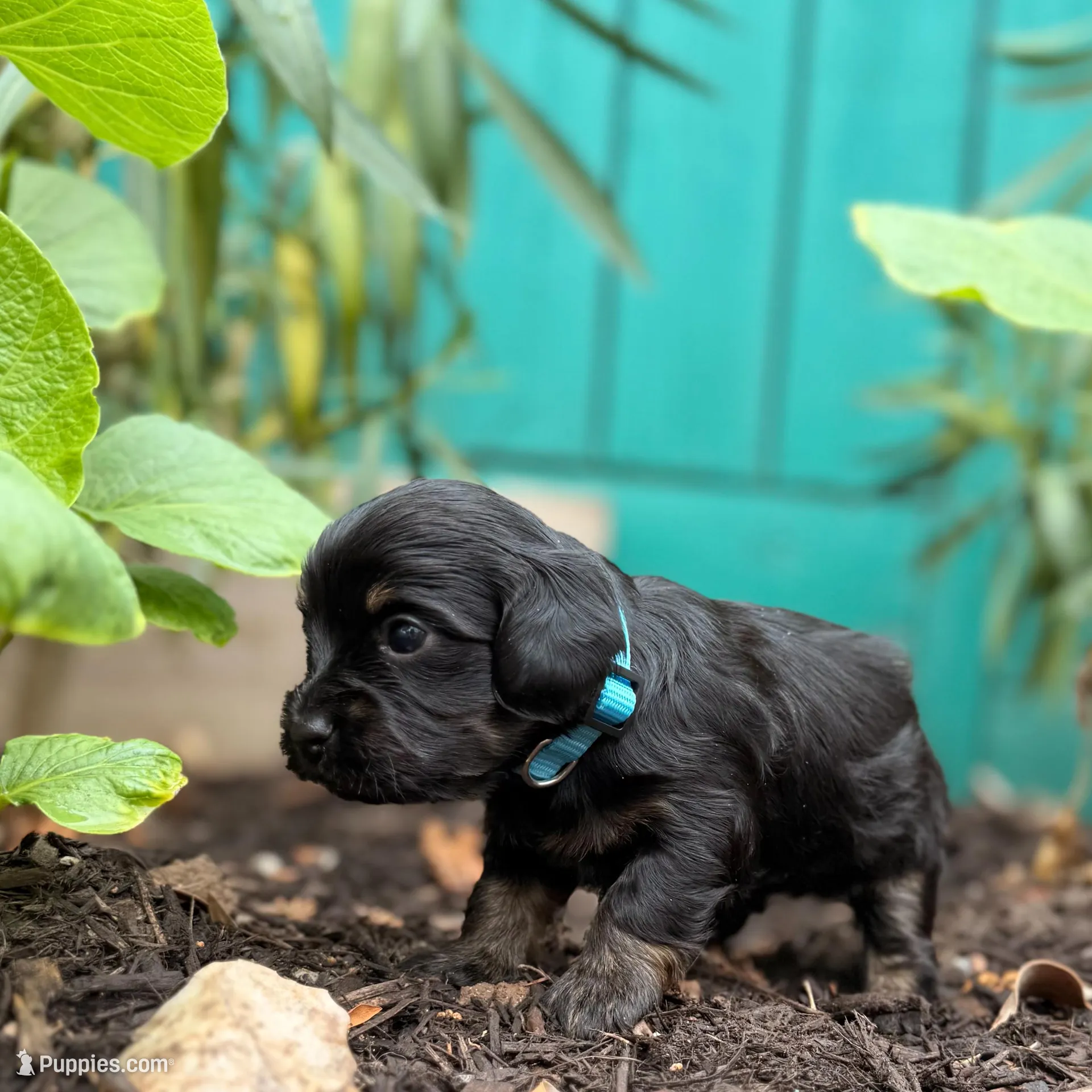 Sade – Dachshund, Cavalier King Charles Spaniel puppy for sale in San Diego, CA