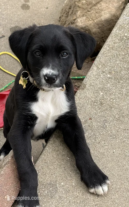 Kabella  – Border Collie, Labrador Retriever puppy for sale in Goshen, IN