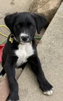 Kabella , a female Border Collie and Labrador Retriever for sale in Goshen, IN – 1 of 4